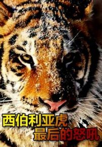 Discovery动物寻奇:西伯利亚虎最后的怒吼